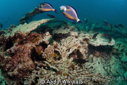 It was just another dive. by Abdul Alkulaib 